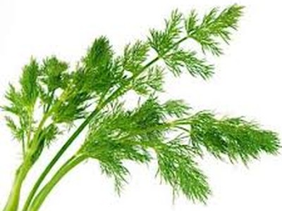 Укроп свежий